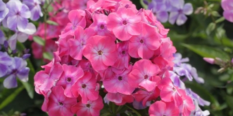 Kako hraniti flokse: za cvatnju, tokom i nakon cvatnje